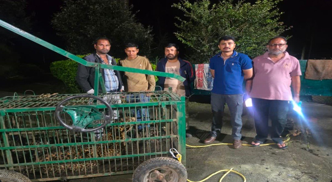 अल्मोड़ा के लाट गांव में आखिर आतंक का अंत, पिंजरे में फंसा तेंदुआ, ग्रामीणों ने ली राहत की सांस