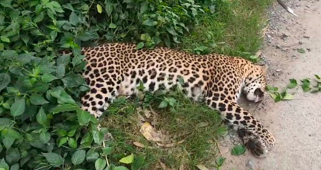 हल्द्वानी के कालाढूंगी में सड़क किनारे मिला तेंदुए का शव, अज्ञात वाहन की टक्कर से मौत की आशंका