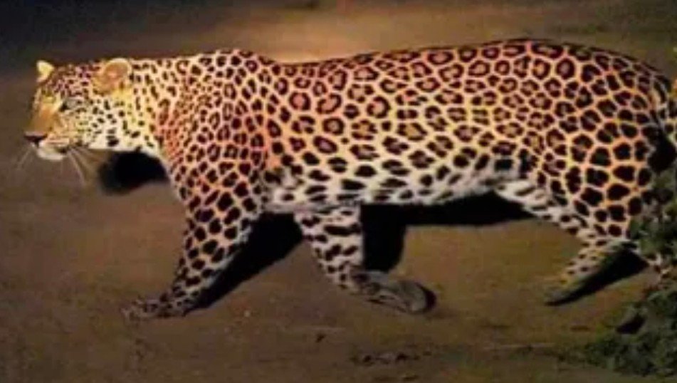 हल्द्वानी के हल्दूचौड़ में गुलदार का आतंक, स्कूल बंद, ग्रामीणों में दहशत