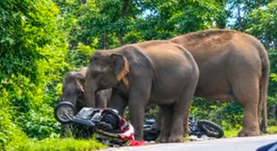 उत्तराखंड के कोटद्वार में हाथियों का तांडव, लोगों के पीछे दौड़ कई वाहनों को तोड़ा